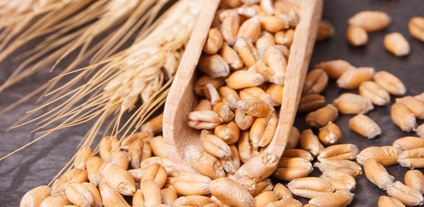 Premium Wheat